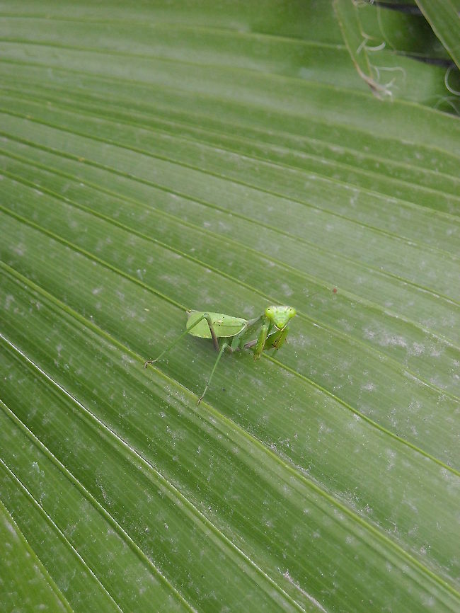 Green Mantis I found this mantis on my back yard, hope you like it... Carolina Mantis,Geotagged,Mexico,Stagmomantis carolina