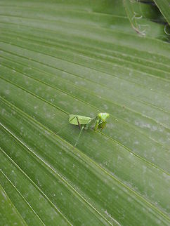 Green Mantis I found this mantis on my back yard, hope you like it... Carolina Mantis,Geotagged,Mexico,Stagmomantis carolina