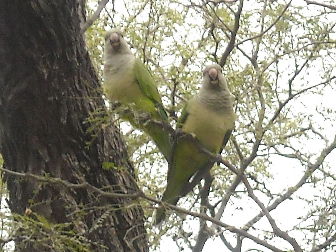 Parrots Some parrots are doing a big nest near to my home in Queretaro, they are very joyful, hope that nobody bother them. Geotagged,Mexico,Monk Parakeet,Myiopsitta monachus,Parrots,Queretaro