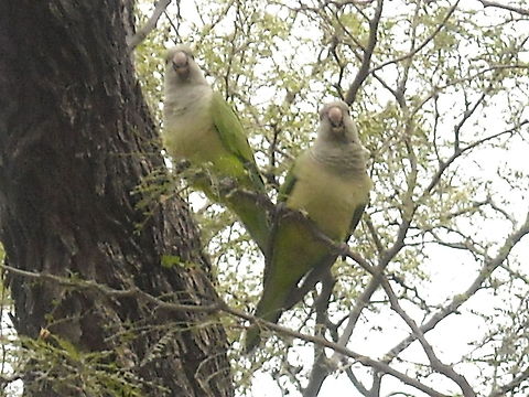Parrots Some parrots are doing a big nest near to my home in Queretaro, they are very joyful, hope that nobody bother them. Geotagged,Mexico,Monk Parakeet,Myiopsitta monachus,Parrots,Queretaro