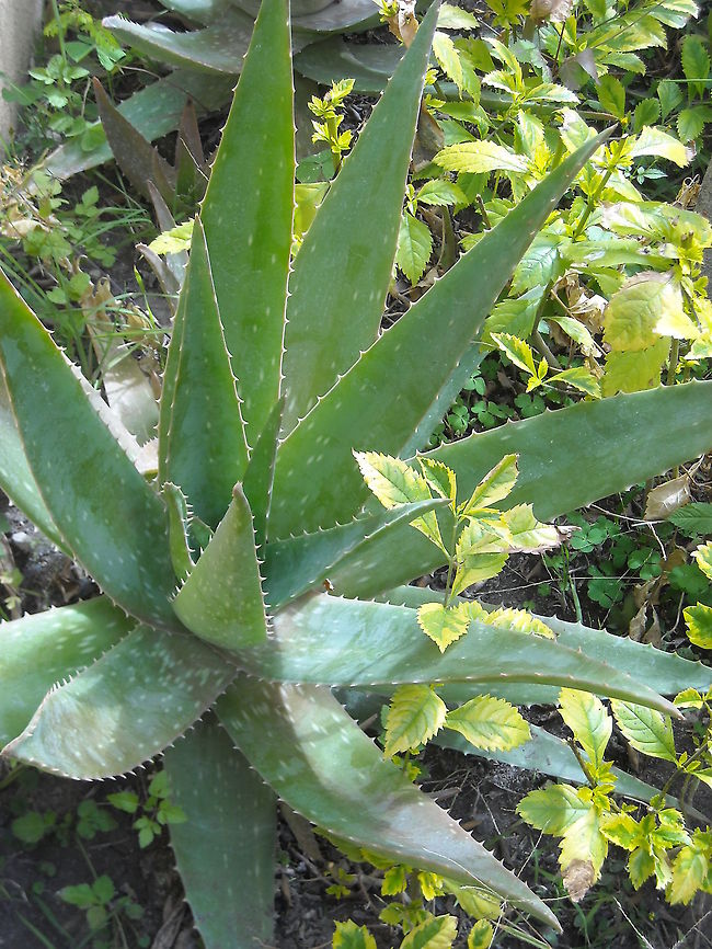 Aloe Vera This plant is good for skin and hair Aloe deltoideodonta