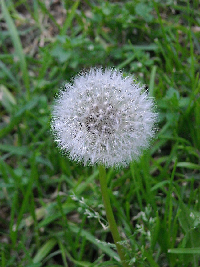 Dandelion We went to a near park and saw this dandelion, these are very common in Mexico, hope you enjoy this picture ;) Common dandelion,Geotagged,Mexico,Taraxacum officinale