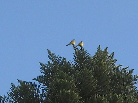 Tyrannus kingbirds Two of this birds where on the top of a pine tree Geotagged,Mexico,Tropical Kingbird,Tyrannus melancholicus