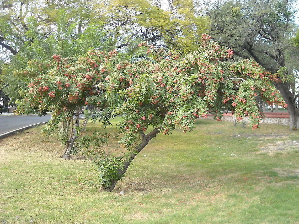 Pepper Tree from Peru There are many Pepper Trees from Peru in Queretaro, where I live Geotagged,Mexico,Schinus terebinthifolius