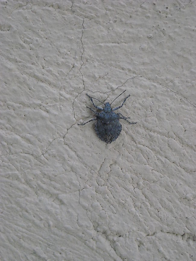 Stink Bug It was outside from my home, I was walking and saw it (Brochymena Quadripustulata) Brochymena Quadripustulata,Fourhumped Stink Bug,Geotagged,Mexico