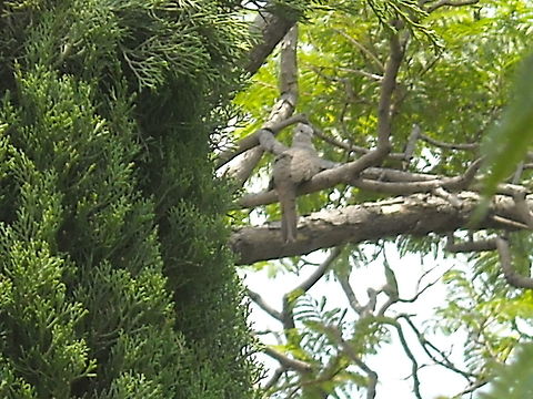 Dove  Chalcophaps indica,Common Emerald Dove,Eurasian Collared Dove,Geotagged,Macropygia amboinensis,Mexico,Slender-billed cuckoo-dove,Summer