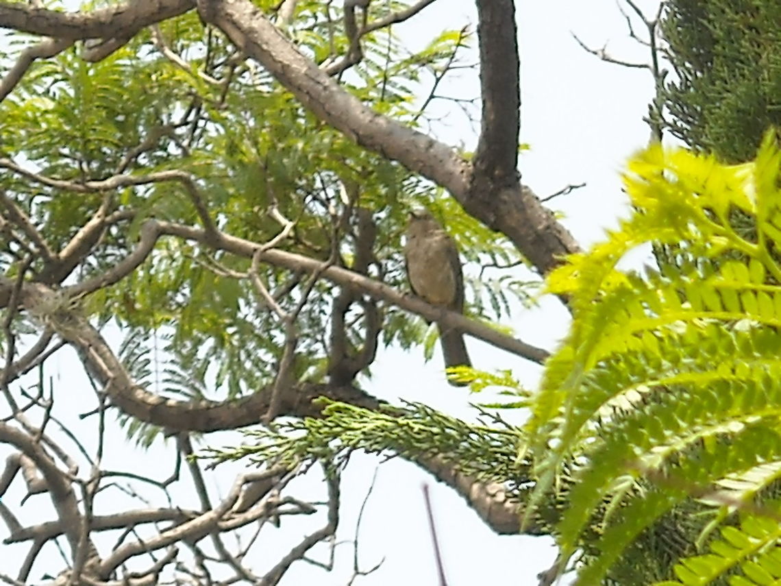 Singer Bird I saw this bird singing and took a picture of it... Geotagged,Mexico,Summer