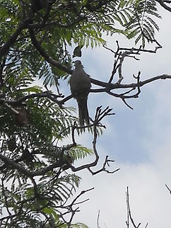 Dove This dove was alert on the camera... Eurasian Collared Dove,Geotagged,Mexico,Summer