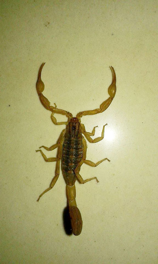 Scorpion I was working on my computer and watch on a side of me, sawing that scorpion, hope that you enjoy it, regards. Buthus occitanus,Common Yellow Scorpion,Geotagged,Mexico