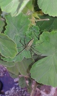 Another green spider This was another green spider that my son told me. Geotagged,Green Spider,Green lynx spider,Mexico,Peucetia viridans