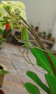 Green Spider My son told me about this spider on the backyard Geotagged,Green Spider,Green lynx spider,Mexico,Peucetia viridans
