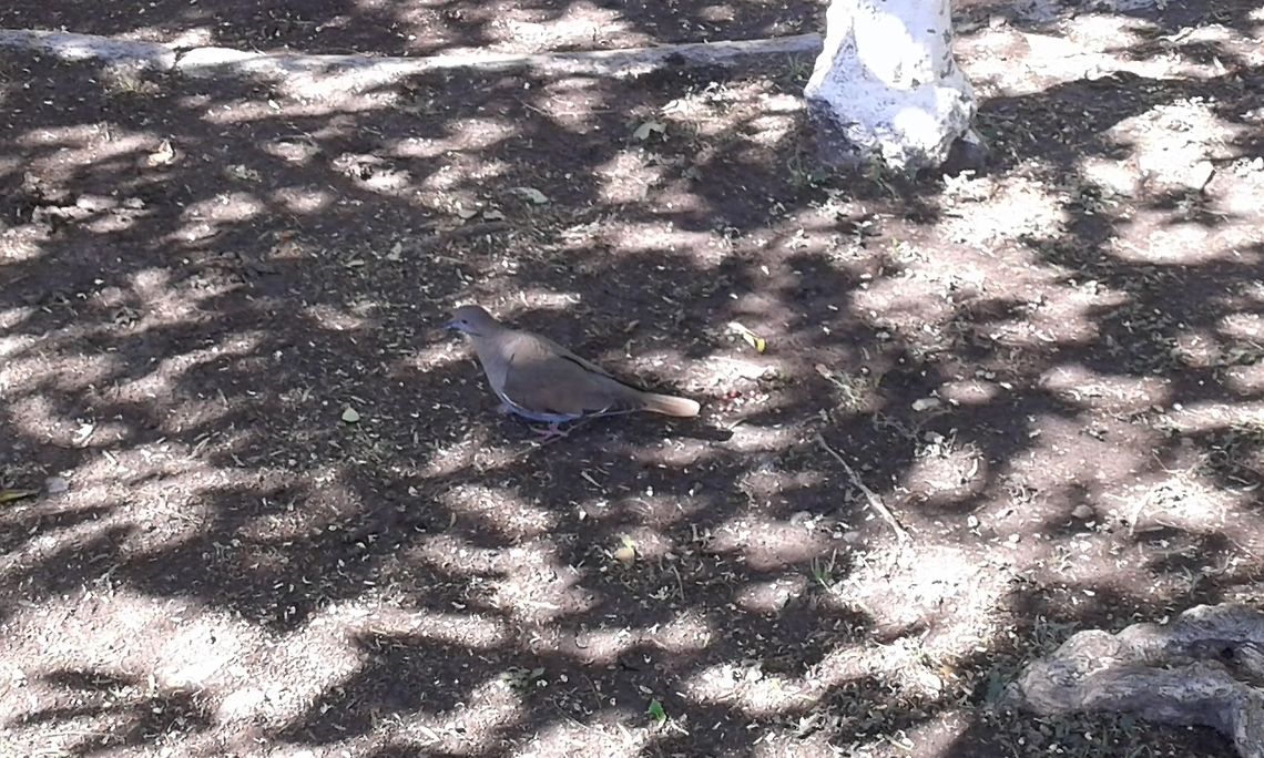 Collared Dove Collared Dove Collared Dove,Geotagged,Mexico,Winter,Zenaida asiatica,white-winged dove