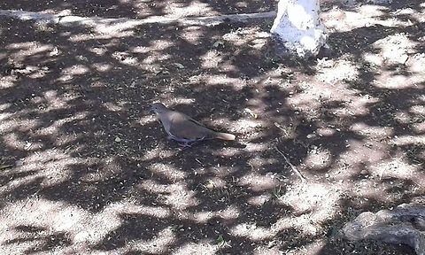 Collared Dove Collared Dove Collared Dove,Geotagged,Mexico,Winter,Zenaida asiatica,white-winged dove