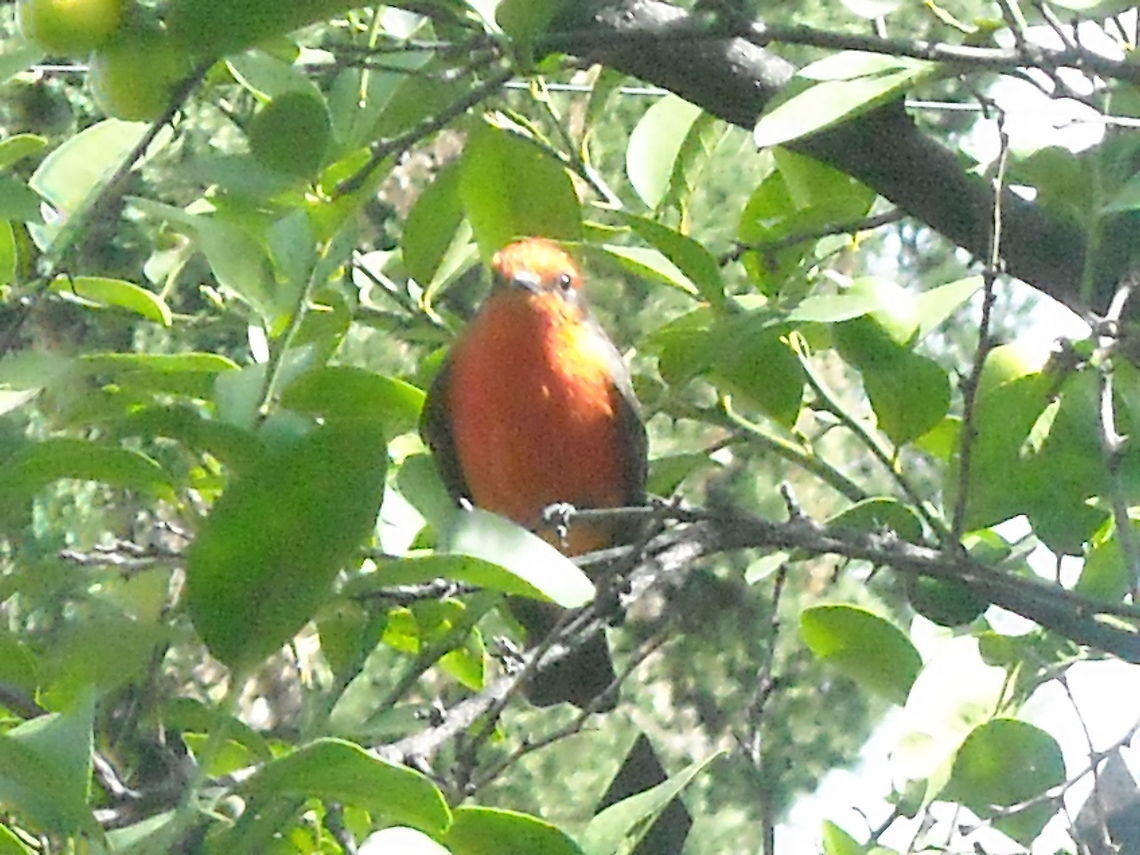Papamoscas on lemon tree  Pyrocephalus rubinus,Vermilion Flycatcher