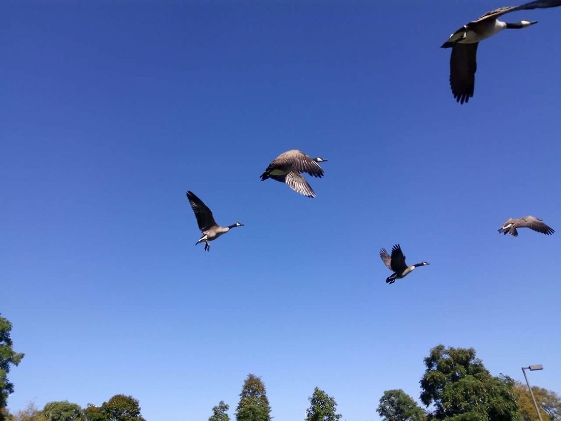 Flying Canadian Geese These geese begin to fly Branta canadensis,Canada goose,Geotagged,United States