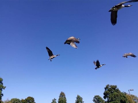 Flying Canadian Geese These geese begin to fly Branta canadensis,Canada goose,Geotagged,United States