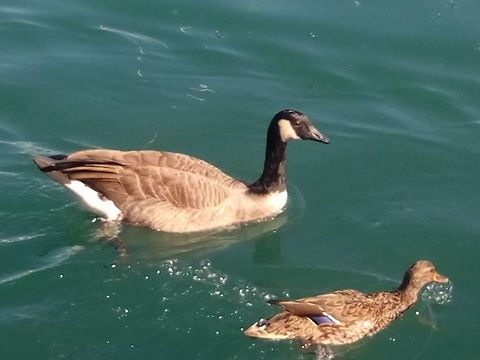 Goose and Duck These friends where together Branta canadensis,Canada Goose,Canada goose,Geotagged,United States