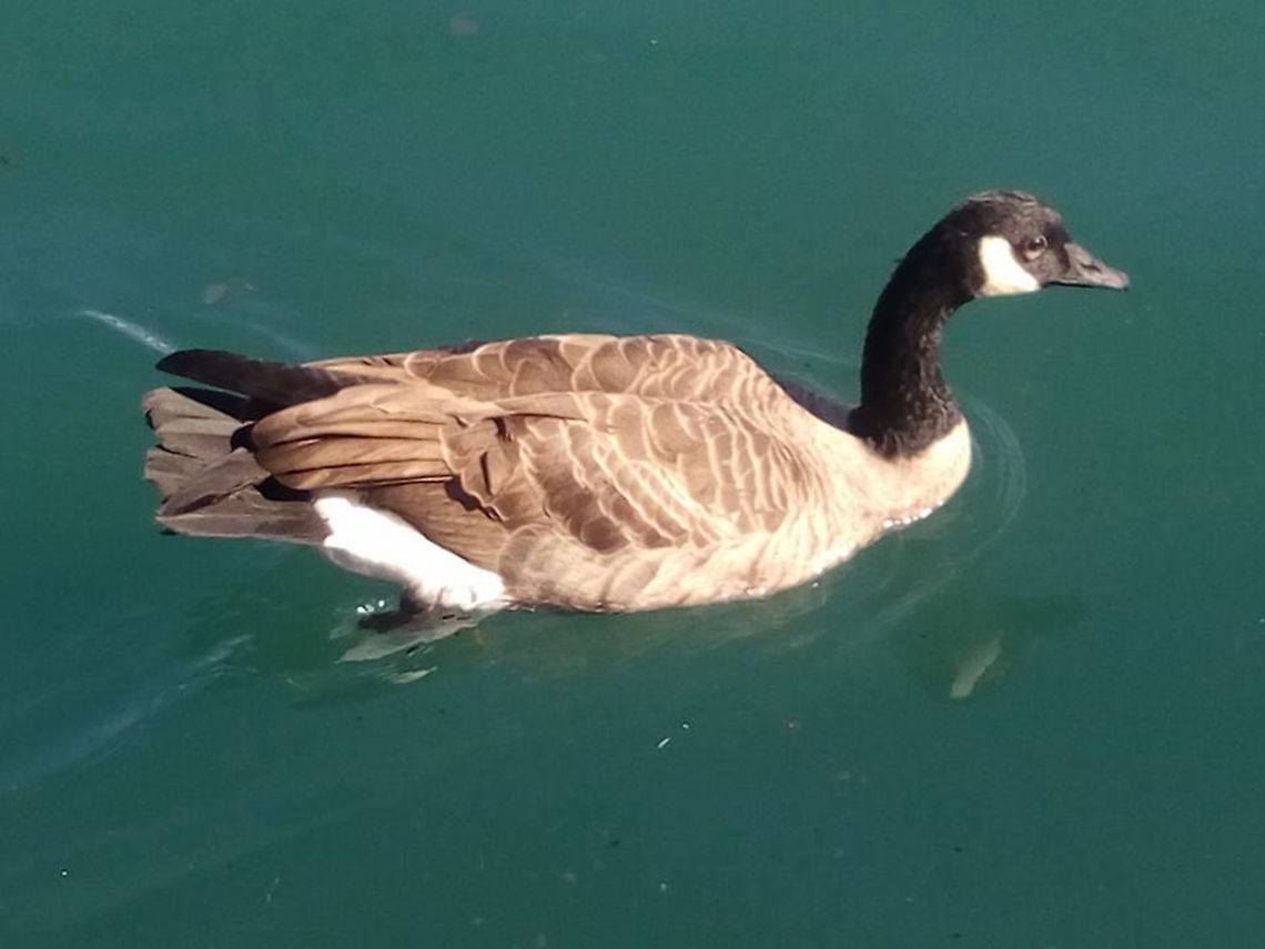 Canadian Goose This goose was swimming on a green lake water... Branta canadensis,Canada goose,Canadian Goose,Geotagged,United States