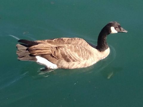 Canadian Goose This goose was swimming on a green lake water... Branta canadensis,Canada goose,Canadian Goose,Geotagged,United States