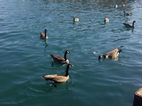 Canadian Geese Swimming These Geese where swimming on the lake Michigan Branta canadensis,Canada goose,Canadian Geese,Geotagged,United States
