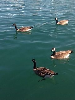 Canadian Geese Swimming They where looking for food too... Branta canadensis,Canada goose,Canadian Geese Swimming,Geotagged,United States