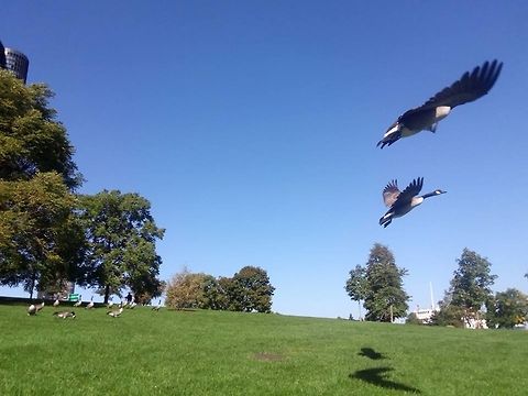 Canadian Geese Flying The start flying to get into the water... Branta canadensis,Canada goose,Canadian Geese Flying,Geotagged,United States