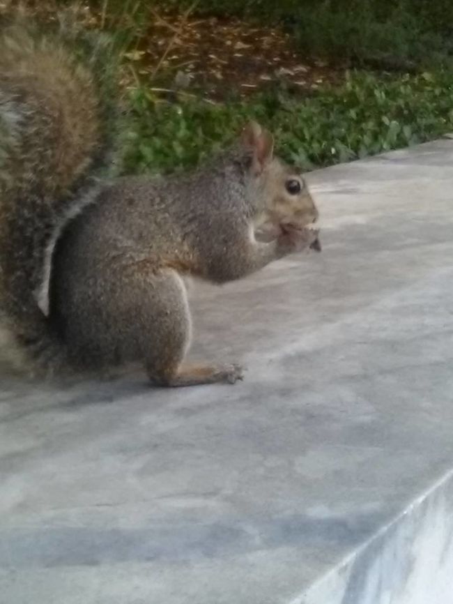 Squirrel taking a nut for winter A female squirrel taking a nut for winter Eastern gray squirrel,Geotagged,Sciurus carolinensis,United States