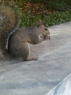 Squirrel taking a nut for winter A female squirrel taking a nut for winter Eastern gray squirrel,Geotagged,Sciurus carolinensis,United States