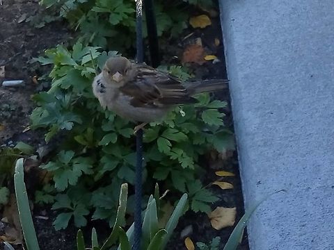 A young lady Sparrow She was looking for some food Geotagged,House sparrow,Passer domesticus,United States