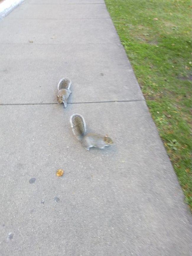 Squirrels looking for food... These two squirrels come threw me looking for food, but at that moment I didn&#039;t have and just took some pictures from them. Eastern gray squirrel,Geotagged,Sciurus carolinensis,United States