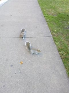 Squirrels looking for food... These two squirrels come threw me looking for food, but at that moment I didn't have and just took some pictures from them. Eastern gray squirrel,Geotagged,Sciurus carolinensis,United States