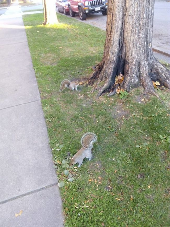 Two active squirrels when winter begins They where looking for food and come to me very close, almos could touch them. Eastern gray squirrel,Geotagged,Sciurus carolinensis,United States