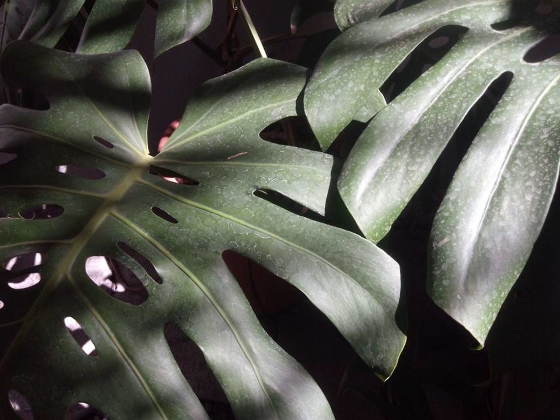 monstera deliciosa  Geotagged,Mexico,Monstera deliciosa,monstera deliciosa