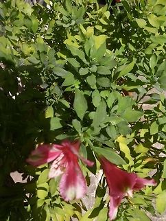 Alstroemeria