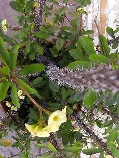 Euphorbia milii  Crown of thorns,Euphorbia milii,Geotagged,Mexico