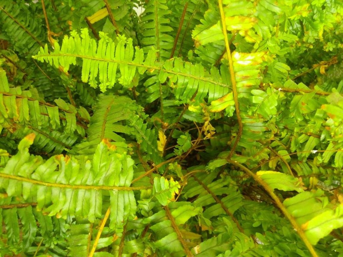 Pteridophyta