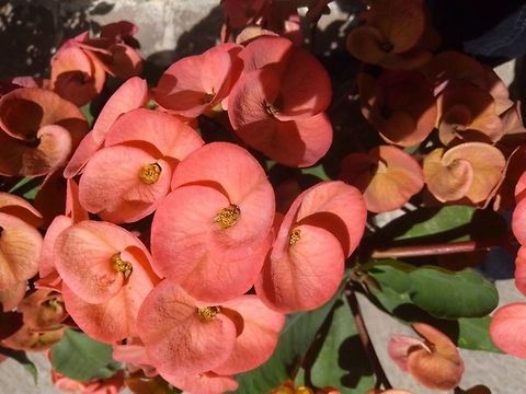 Euphorbia milii  Crown of thorns,Euphorbia milii,Geotagged,Mexico