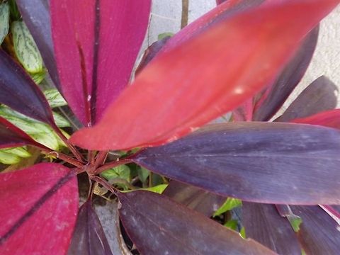 Alternanthera Reineckii  Alternanthera Reineckii,Alternanthera reineckii,Geotagged,Mexico