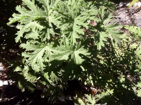 Citronela  Cymbopogon citratus,Lemon grass