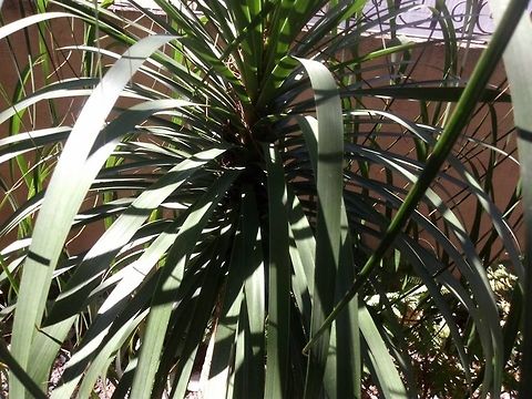 Elephants foot, Beaucarnea  Geotagged,Mexico
