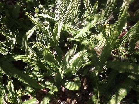 Nephrolepis exaltata  Geotagged,Mexico,Nephrolepis exaltata,Pteridium aquilinum,Sword fern
