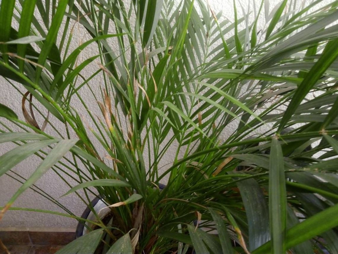 Palma Areca We have a lot of this palm on our home... Areca catechu,Areca palm,Geotagged,Mexico