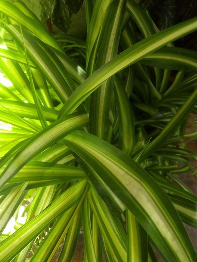 Chlorophytum comosum  Chlorophytum comosum,Geotagged,Mexico