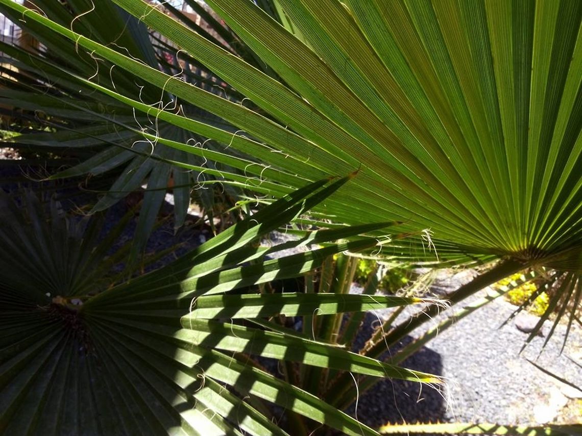 Washingtonia  Geotagged,Mexico,Washingtonia filifera,Whashingtonia