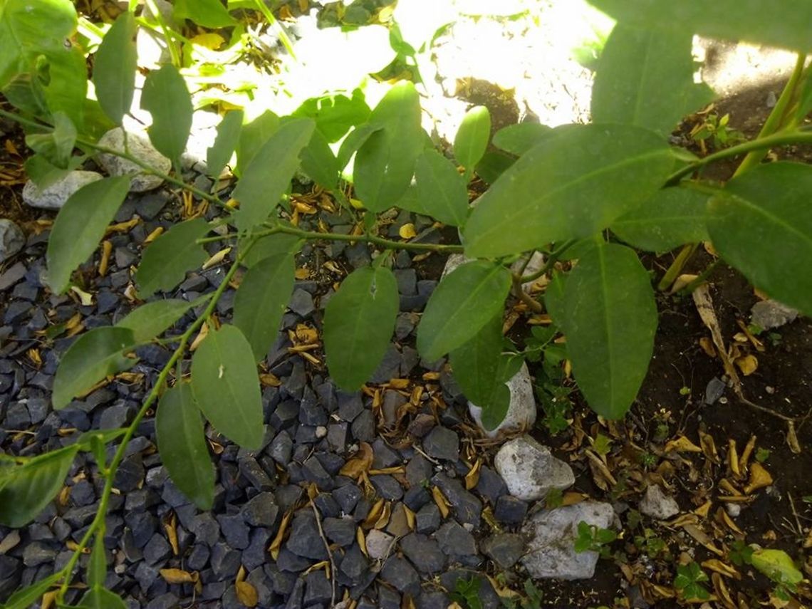 Sour orange  Citrus aurantium,Citrus &times; aurantium,Geotagged,Mexico