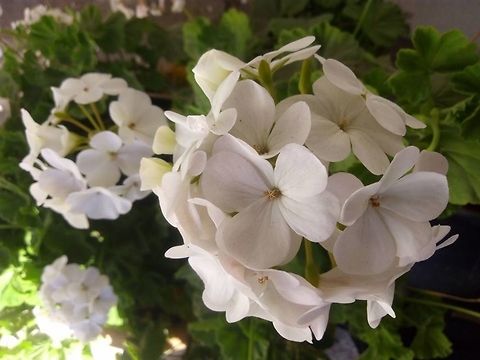 White pelargonium  Pelargonium hortorum,Pelargonium × hortorum