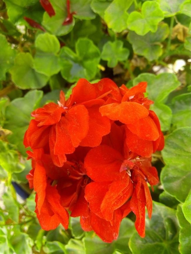 Pelargonium These are my mother&#039;s favorite flowers and she have many of them