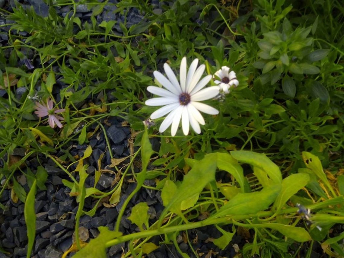 White marguerite  Dimorphotheca ecklonis