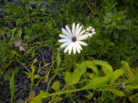 White marguerite  Dimorphotheca ecklonis