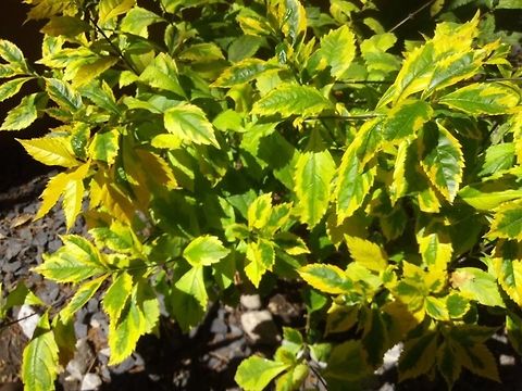 16830936_10210821857516184_7211078122590481596_n